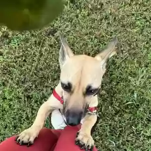 adoptable Dog in Alpharetta, GA named Nova